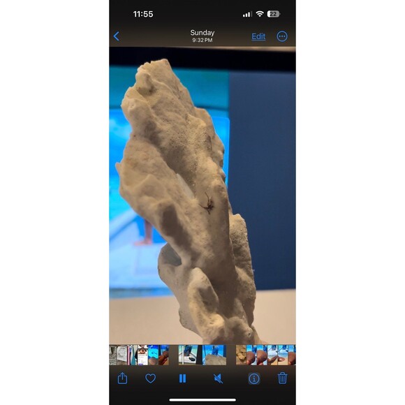 Natural San Blas Beach-Collected Coral Souvenir Caribbean Coastal Home Decor - Picture 9 of 12